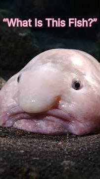 Blobfish: The Strangest Deep Sea Creature You’ve Never Seen