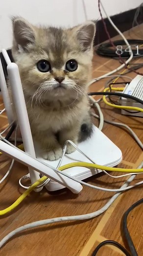 20K views · 54 reactions | Best Cat #101 Cut Cat #cat #nature #creative #catsofinstagram #travel #art #cats #photography #artist #catstagram #naturephotography #kitty #photooftheday #love #design #catlover #beautiful #kitten #instagood #instacat #picoftheday #artwork #meow #adventure #illustration #cute #landscape #catoftheday #travelphotography #instaart | Sadness. | Facebook