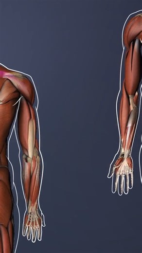 Issues such as disc herniation or facet joint osteoarthritis can irritate the C7 nerve, leading to neck pain, tingling, numbness, and weakness along its path. | Spine-health