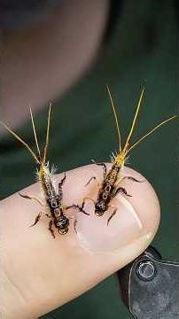 REALISTIC Mayfly Nymph