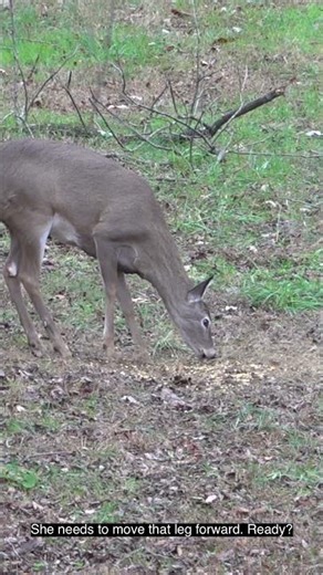 .308 hits hard! Big doe down & meat in the freezer! #deerhunting #hunting #deer #rifleseason #.308