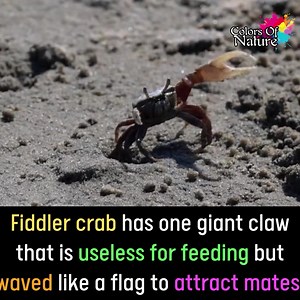 5.2K views · 387 reactions | Fiddler crab | Colors Of Nature | Facebook