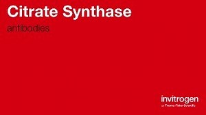 Citrate Synthase antibodies from Thermo Fisher Scientific