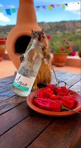 Carolina Reaper vs. Squirrel: The Hottest Challenge Ever! 🌶️🔥🐿️ #funny #viral #squirrel #animals