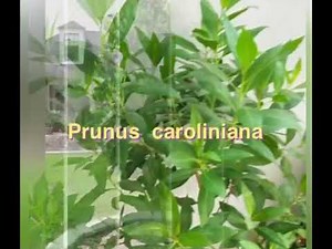 Prunus caroliniana- Carolina Laurel Cherry
