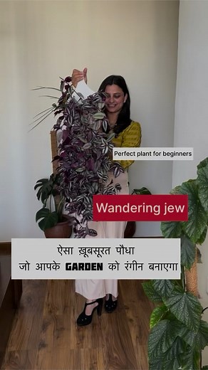 688K views · 5.6K reactions | Wandering Jew ~ Care guide ✨華....