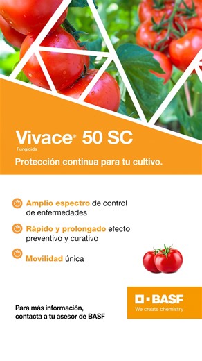 😩🌱 ¿Te preocupan la Botrytis o Alternaria en tus cultivos de tomate? ¡No te preocupes más! Controla estas enfermedades con Vivace® 50 SC. 💪 Este potente fungicida de alta sistemicidad actúa eficazmente, permitiendo el control de nuevos brotes que surgen después de la aplicación. Así, aseguras un mayor rendimiento y calidad en tu cosecha de tomate. 🍅 ¡Protege tu producción y disfruta de resultados excepcionales! ✨ #Vivace #Fungicida #Botrytis #Alternaria #CultivoDeTomate #SustentabilidadConhH