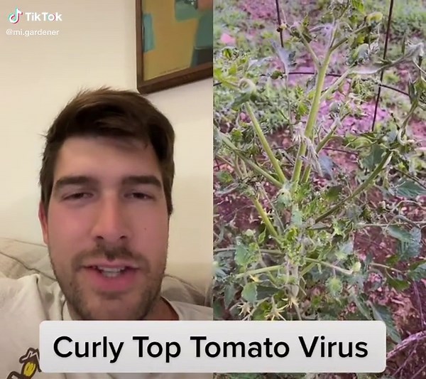 Identifying and Treating Curly Top Virus on Tomato Plants