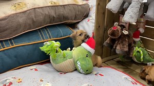 8.1K views · 229 reactions | ⚠️ Warning: The following video contains...