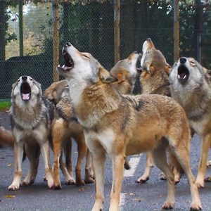 🐺 Here's a noisy #throwbackthursday to remember! This is still a regular occurrence at Wolf Wood. 🔊 Wolves howl to usually communicate, with large communal howls like this possibly sending territorial messages to others or in this case, our fire alarm tests! | Longleat