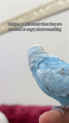 He is probably angry from not getting treats for the hundred time today😂 If you need any help about budgies just dm me 👍 Follow @budgie_tips for more . . . #budgiesofinstagram #budgie #budgielove #budgiegram #budgiebaby #budgies #budgerigar #parrot #budgerigars #cutebudgies #budgiebaby #birdbaby #babyparrot #cuteparrot #cuteparrots #babybudgie #parrotsofinstagram #parakeet #cutebudgie #budgielovers #budgiebird #parakeets #parrots #cuteparakeets #cutebudgerigar #cutebudgerigars #budgielover #bu