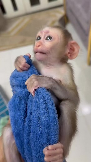 Caring for Young Monkeys: Gentle Handling Techniques
