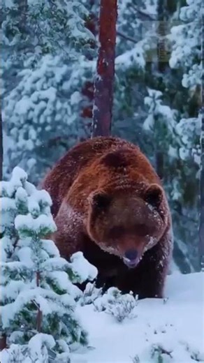 Small VS Big Animals transformation #power #transformation #animalgrowth #animals