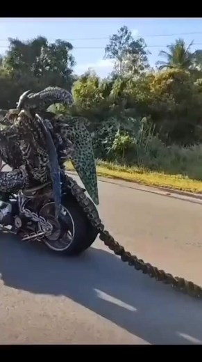 62K views · 830 reactions | Alien sighting #sturgis #motorcycle #moto #motorsport #motor #motorbike #motocross #Motorcycles #motogp #motors #MotorSports #motolife #motorrad #motorcyclelife #motorclubofamerica #motos #motorhead #M | Sturgis Moto | Facebook
