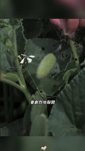 調皮的植物，噴瓜