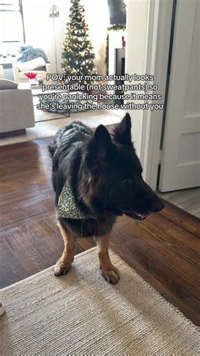 Understanding Dog Restrictions: A Humorous Take