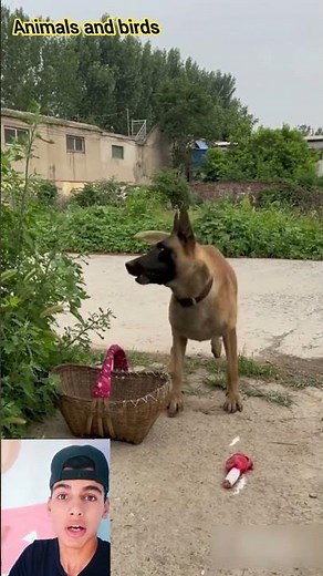 كلب ينقذ صديقته من الحرامي (أذكي كلب مالينوا في العالم) 😱#shorts#funny #shorts #dogs #dog#fypシ #fyp