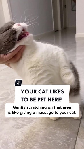 Where your cat likes you to pet the most! 😻 | Cat Meowing