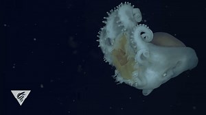 Deep-Sea Octopuses May Be Devouring Jellyfish And Then Using Their Stingers To Hunt