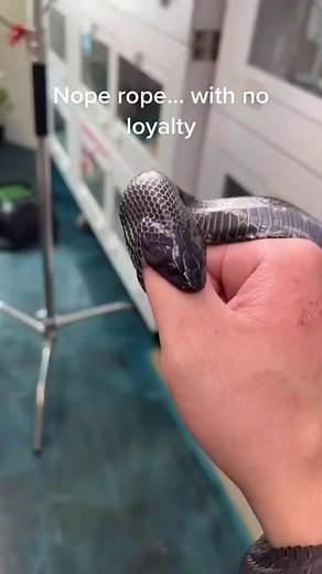 Thumb wrestling gone wrong… #reelsviral #tiktokviral #comedyreels #noperope #comedy #firstresponders #cops #Tiktok #snake | Travis Rodgers