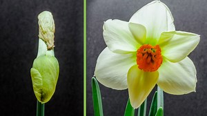 Wild daffodil flower blooming time lapse
