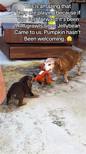 @doxie_obsessed: Adventures of Jellybean continue. One day his senior buds tolerate him