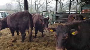 28 reactions | We were asked at the weekend where our Sussex cattle were? We know you cannot get close to them, so here is a short clip of them in their winter quarters. They are very friendly and right at the end of the clip one of them gives me a good nudge!!. The new building where you will be able to see the animals is almost finished!! | Sharnfold Farm | Facebook