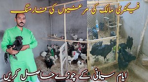 Ayam Cemani Hen Farm at home | Asim Faiz