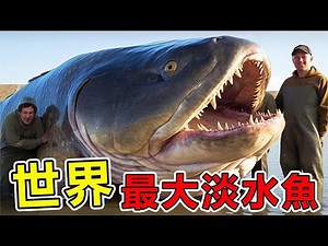 世界上“最巨大”的10種淡水魚，第一名體長7.5米，重達2000斤，一口吞下一個活人|#世界之最top #世界之最#出類拔萃#腦洞大開#top10 #淡水鱼#地球最TOP#海洋