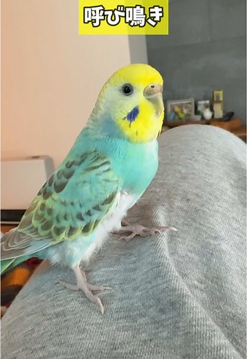 セキセイインコの呼び鳴き/さえずり/鳴き声 お家のインコちゃん達、反応してくれたら嬉しいな︎💕︎ #インコ #parakeet ˏ₍•ɞ•₎ˎ＿＿＿＿＿＿＿＿＿‪‎ˎ₍•ʚ•₎ˏ YouTube【大インコ帝国】で検索🔍 鳥たちの日常をお届け中🦜‬✨️ チャンネル登録お願いします❤️‍🔥