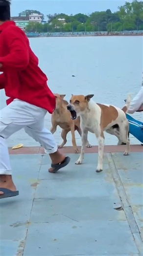 Dog Performs Amazing Flip🐶🤸‍♂️ #DogFlip #DogTrick #AgilityDog #FunnyDogs #DogLovers #pets.#dogflip