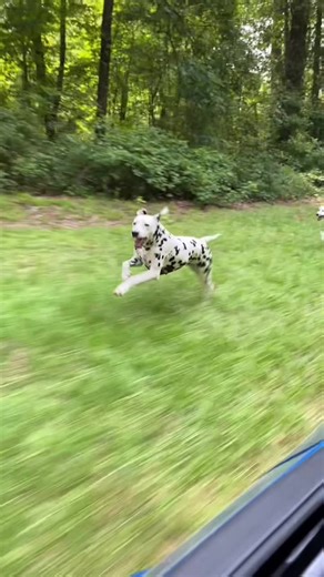Wallace (@mattwallace777) - Dalmatians Running at Top Speed