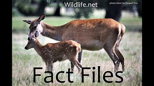 Wildlife Fact Files | Wildlife.net