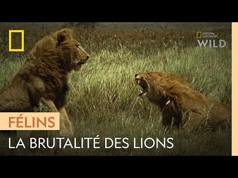 Lutte acharnée entre deux clans de lions pour un troupeau de buffles