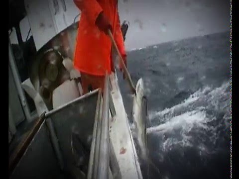 Skrei: Norwegian Cod in its Prime