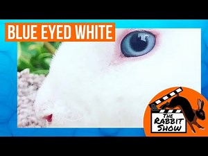 Breeding Blue-Eyed White Mini Rex by Berlena Reynolds