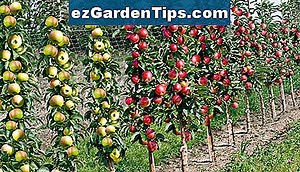Maladies de l'arbre fruitier nectarine 🌱 Conseils Jardiniers - Fr.ezGardenTips.com