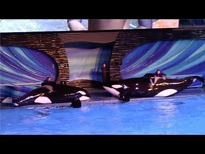 Orca Encounter (Full Show) - SeaWorld Orlando - March 6, 2022
