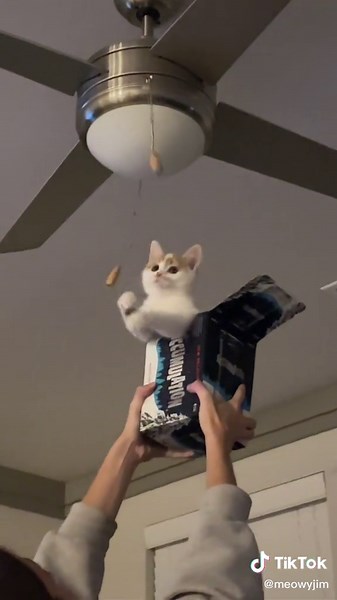 meowyjim on TikTok
