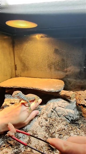 This Lizard is so cool ! Building Trust One Step at a Time. #lizard #reptiles #exoticpets #cool