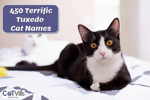 Tuxedo Cat Names: 450 Popular Options for Males & Females