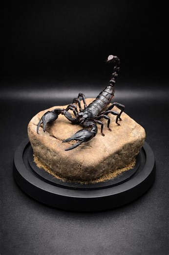 Exploring the Ancient Elegance of the Giant Forest Scorpion