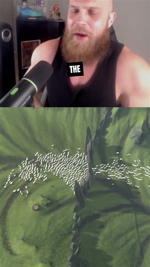 Shepherd Game or Irish Power Washer?