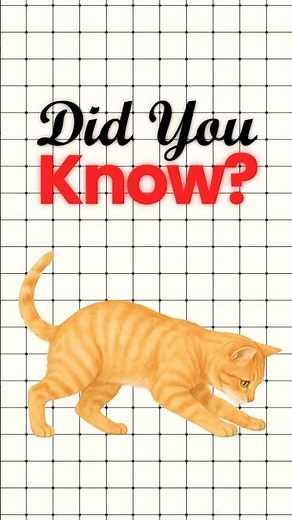 How Cats Outsmart Gravity Every Time 🪂