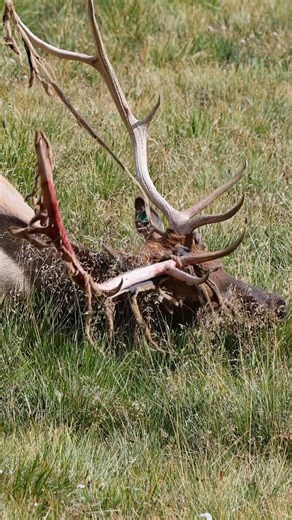 This bull 🦌elk was rubbing antlers to shed velvet