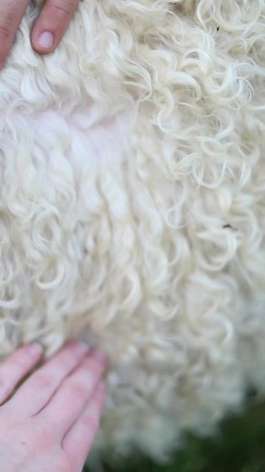 9.6K views · 334 reactions | Angora goats are shorn twice a year, and it’s just about time for their fall shearing. Timmy especially is growing some gorgeous curly locks! | Cedar Hill Fiber Farm | Facebook