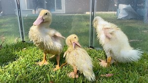 I could watch these three primping & preening all day! It’s amazing to see their plumage changing as they grow. With each day, their yellow baby-feathers are vanishing, and making room for a beautiful fluffy white undercoat & the white adult feathers that are starting to peek through. Aren’t they beautiful? Did you know that many winter coats, comforters, pillows, couches, and even sleeping bags are made out of duck feathers? Many ducks are slaughtered at only 12-16 weeks old for their meat and 