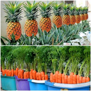 1.1M views · 41K reactions | Tips on how to grow vegetables and fruits faster! | MetDaan DIY | Facebook