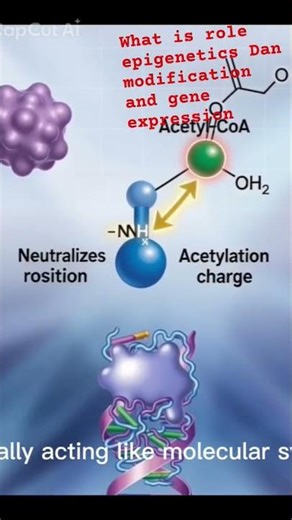 What is the role Epigenetics, DNA Modification and gene expression