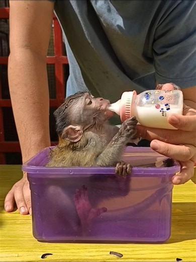 Baby monkey stays comfortable every bathing time | Best Videos